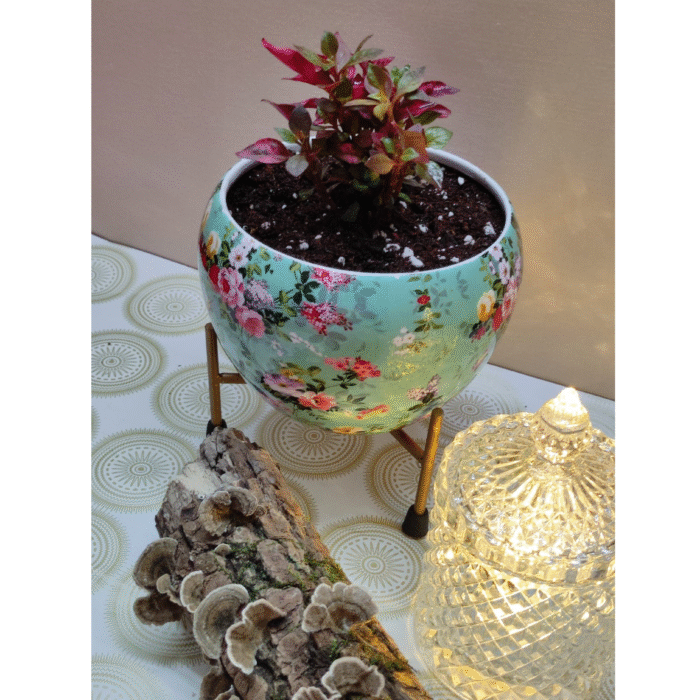 Plant gift hamper 4 - Image 3